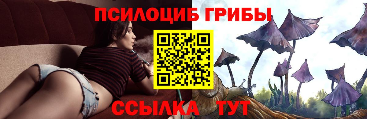 купить   Псилоцибиновые грибы GOLDEN TEACHER  Тосно  Псилоцибиновые грибы мицелий 